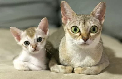 Самые любимые домашние кошки
