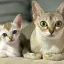 Самые любимые домашние кошки