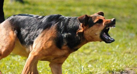 ТОП-5 САМЫХ ОПАСНЫХ ПОРОД СОБАК В МИРЕ!!!