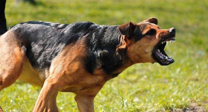 ТОП-5 САМЫХ ОПАСНЫХ ПОРОД СОБАК В МИРЕ!!!